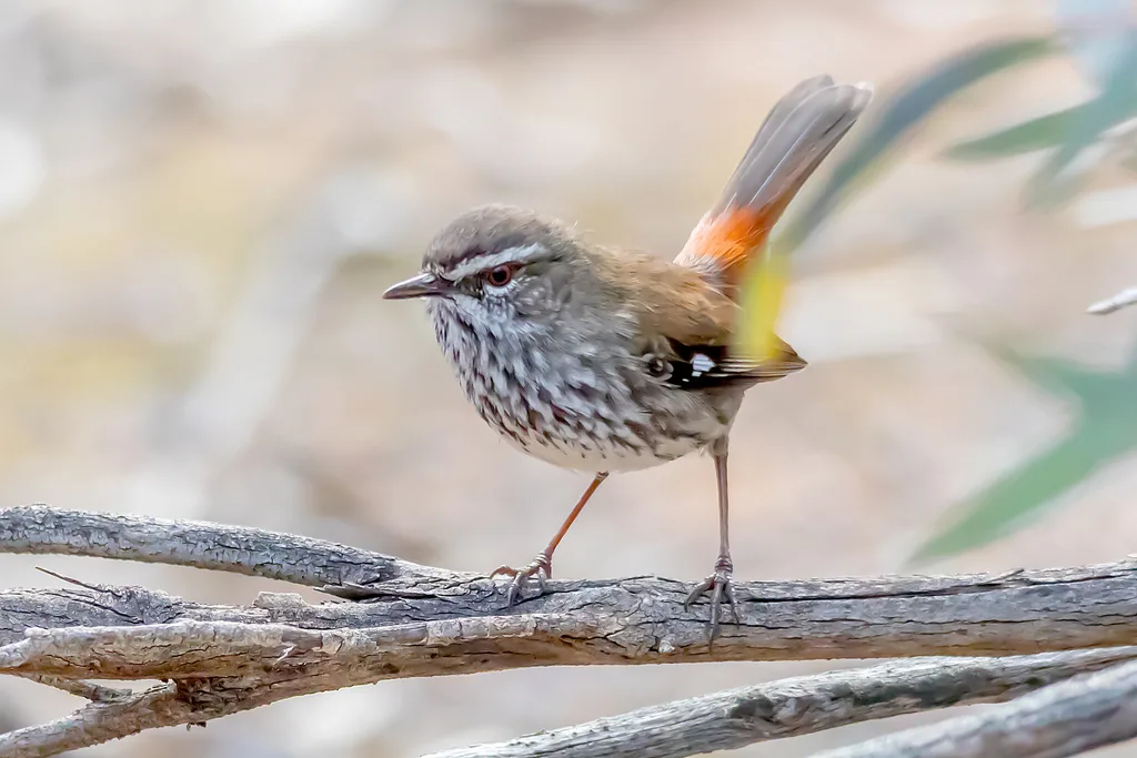 怯地刺莺(Hylacola cauta)