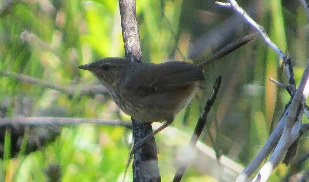 栗尾地刺莺(Hylacola pyrrhopygia)