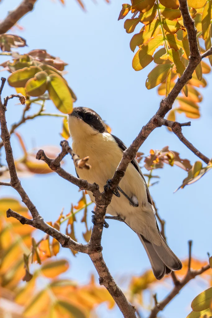 南丛莺(Hyliota australis)