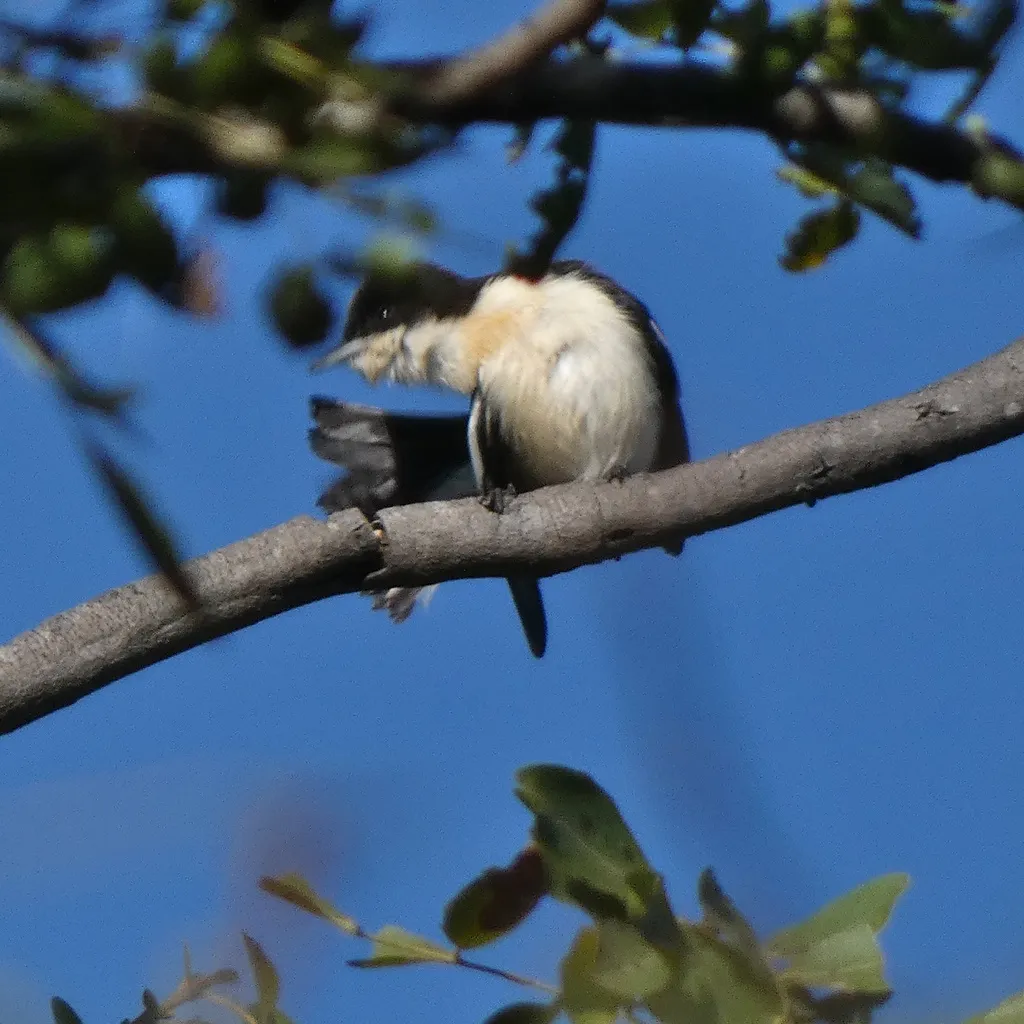 南丛莺(Hyliota australis)