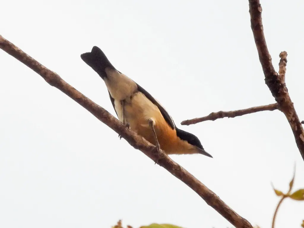 黄腹丛莺(Hyliota flavigaster)