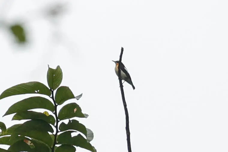 坦桑丛莺(Hyliota usambara)