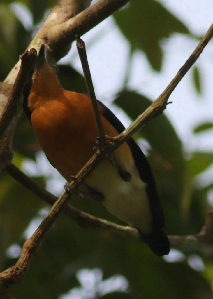 紫背丛莺(Hyliota violacea)