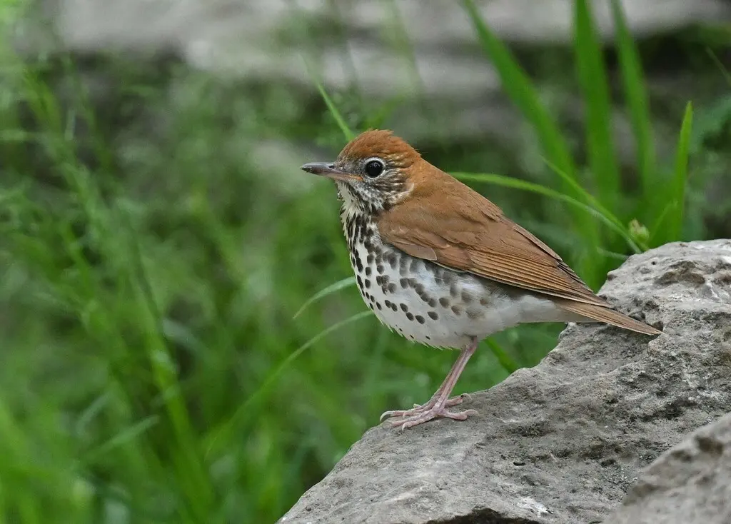 棕林鸫(Hylocichla mustelina)