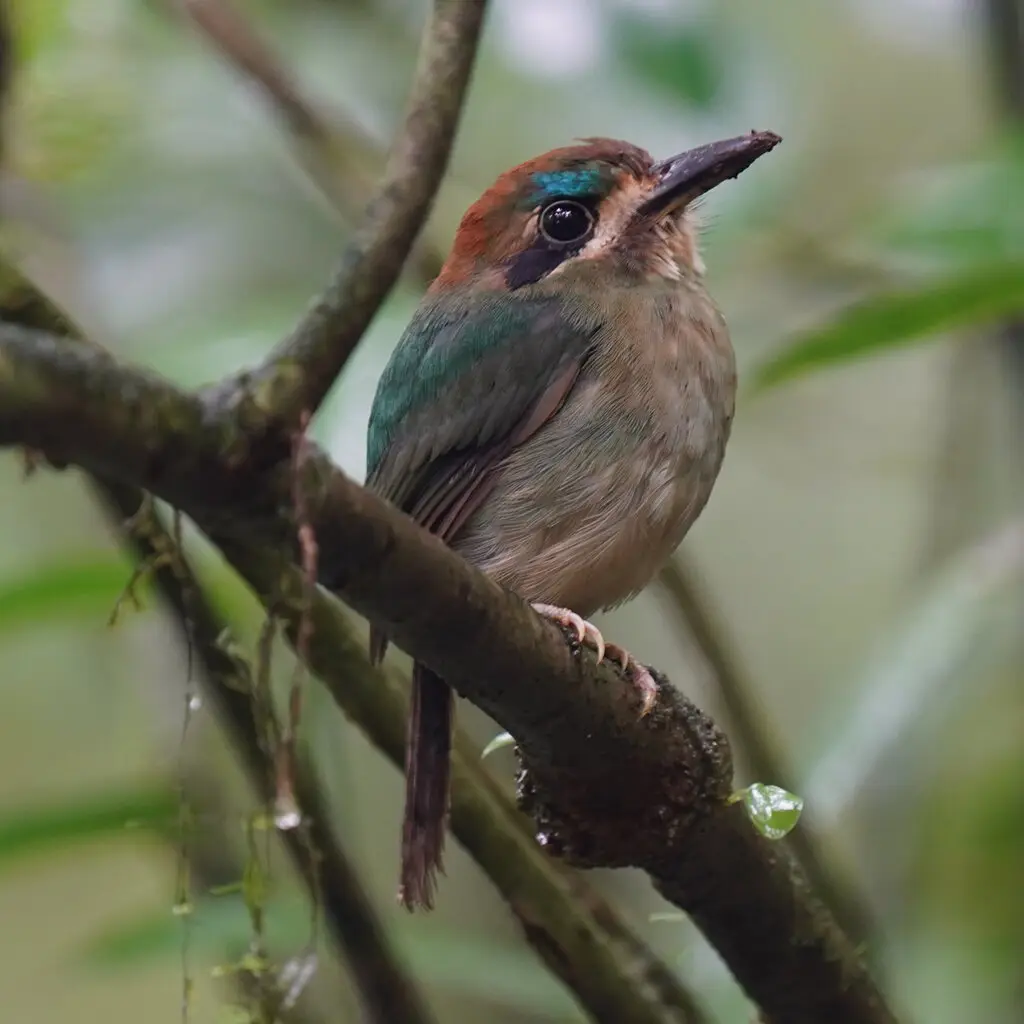 短尾翠鴗(Hylomanes momotula)
