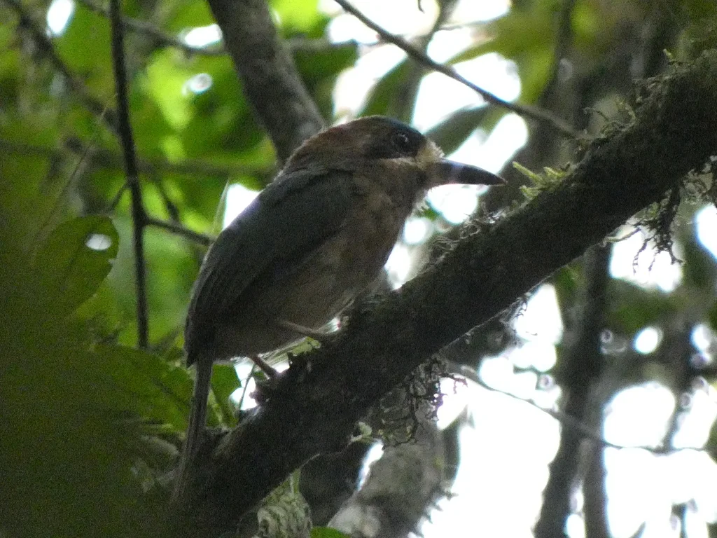 短尾翠鴗(Hylomanes momotula)