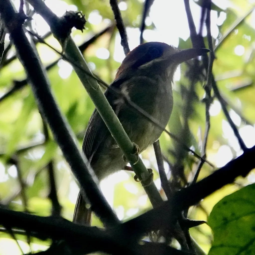 短尾翠鴗(Hylomanes momotula)