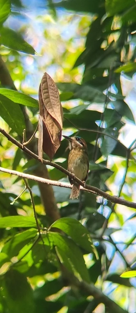 短尾翠鴗(Hylomanes momotula)