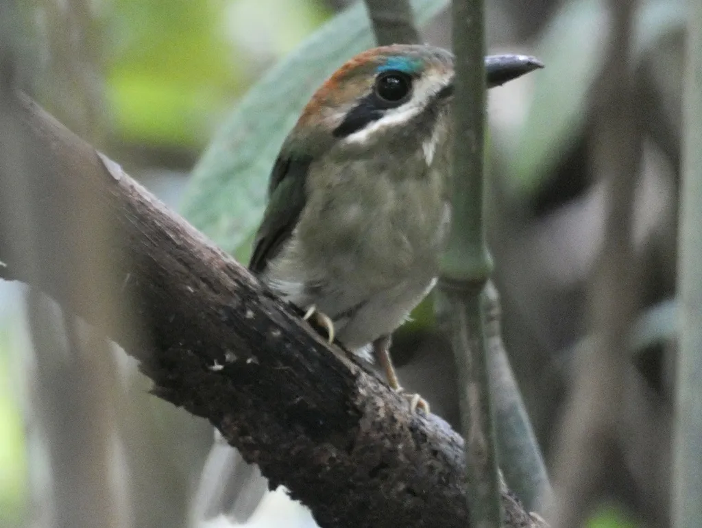 短尾翠鴗(Hylomanes momotula)