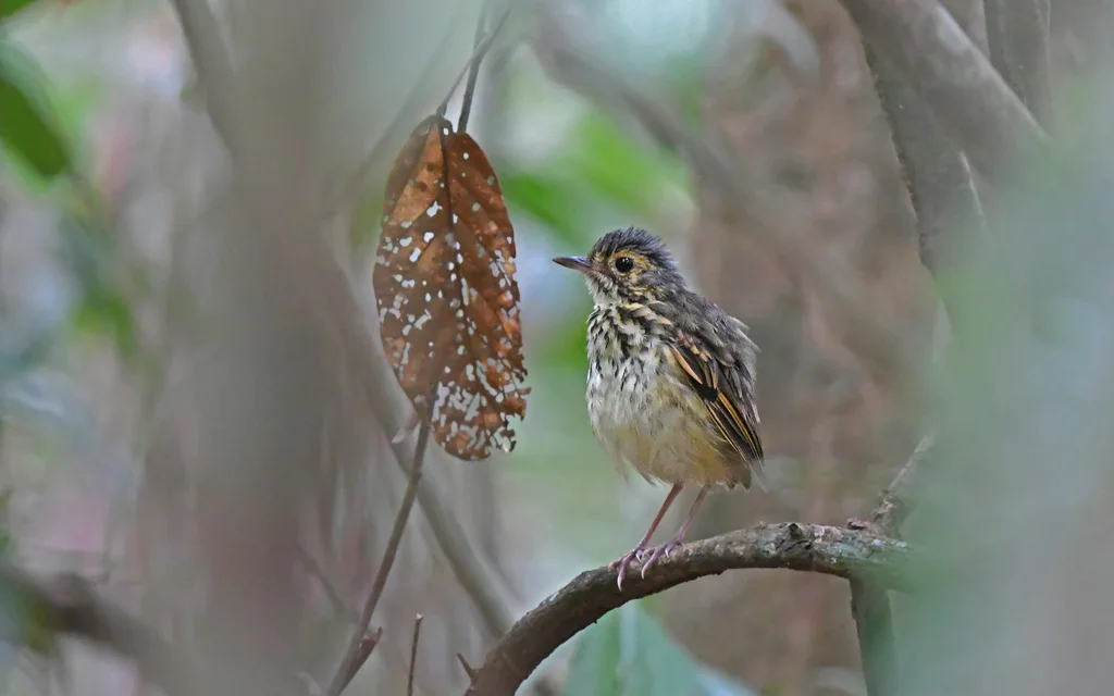 帕拉蚁鸫（Hylopezus paraensis）