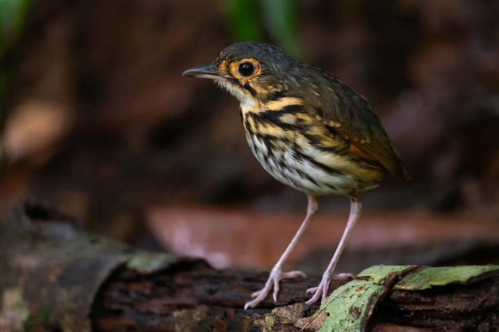 纹胸蚁鸫(Hylopezus perspicillatus)