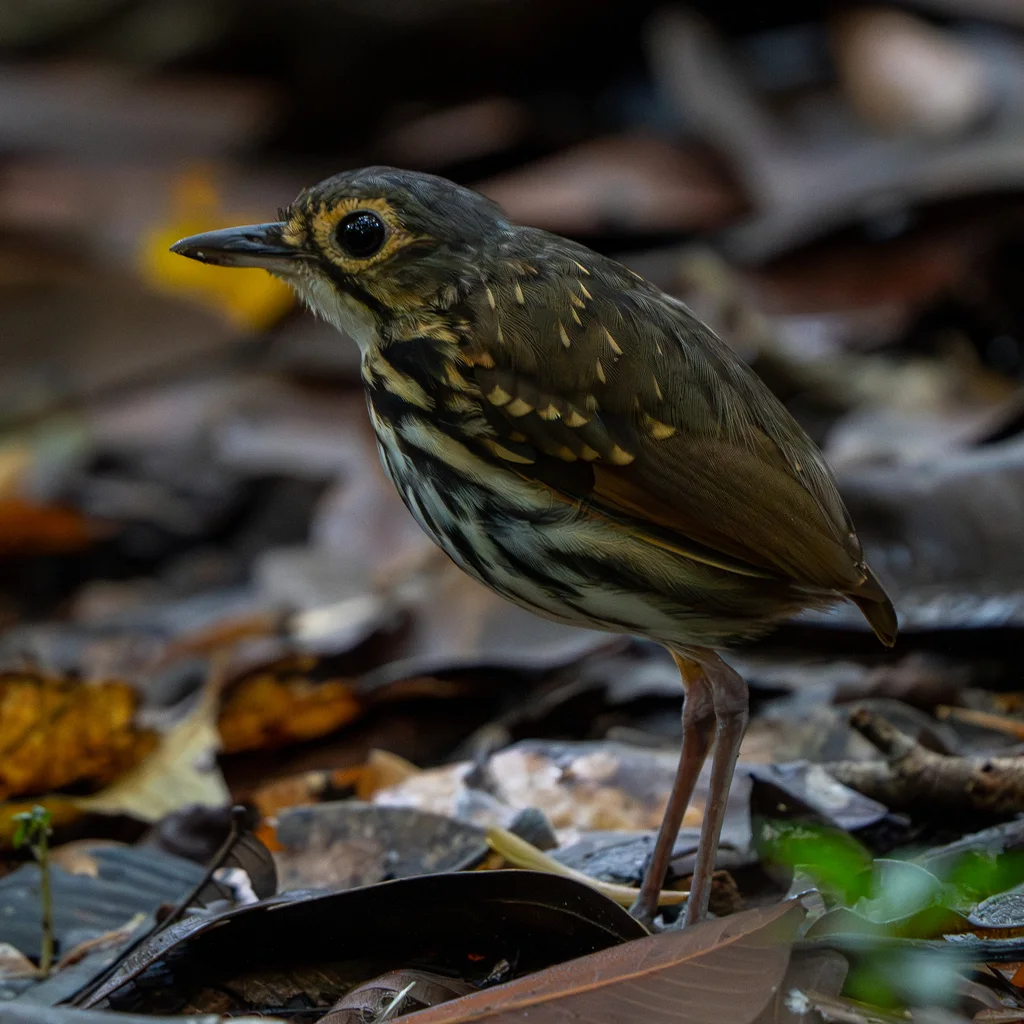 纹胸蚁鸫(Hylopezus perspicillatus)