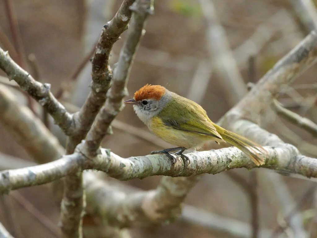 灰眼绿莺雀(Hylophilus amaurocephalus)