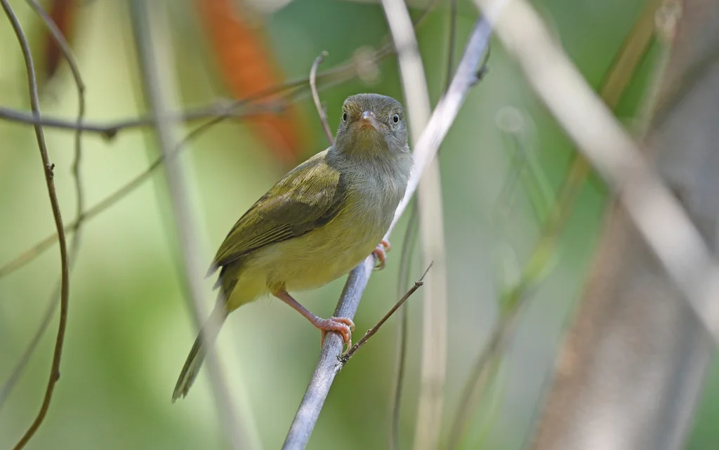 灌丛绿莺雀(Hylophilus flavipes)