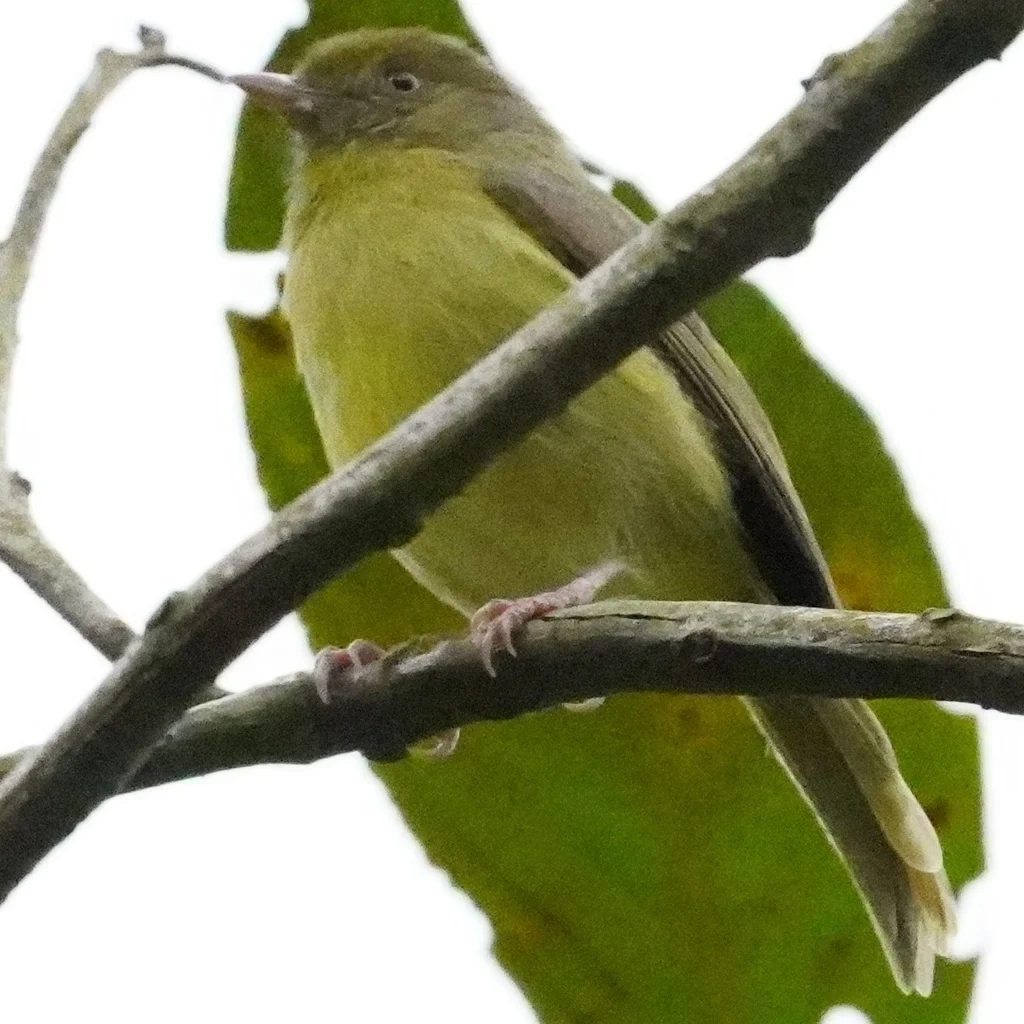 橄榄绿莺雀(Hylophilus olivaceus)