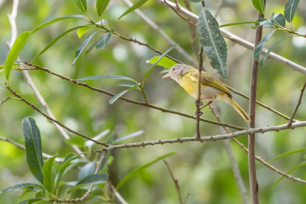 灰颈绿莺雀(Hylophilus pectoralis)