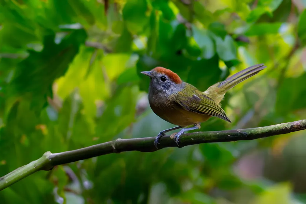 棕顶绿莺雀(Hylophilus poicilotis)