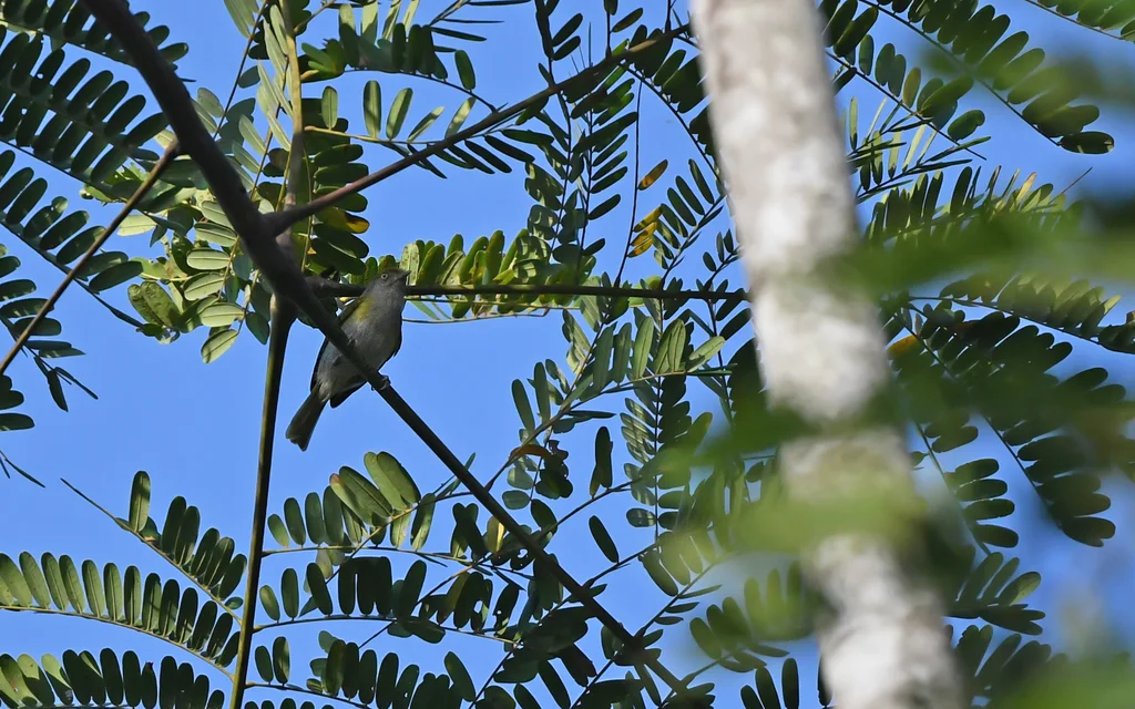 灰胸绿莺雀(Hylophilus semicinereus)