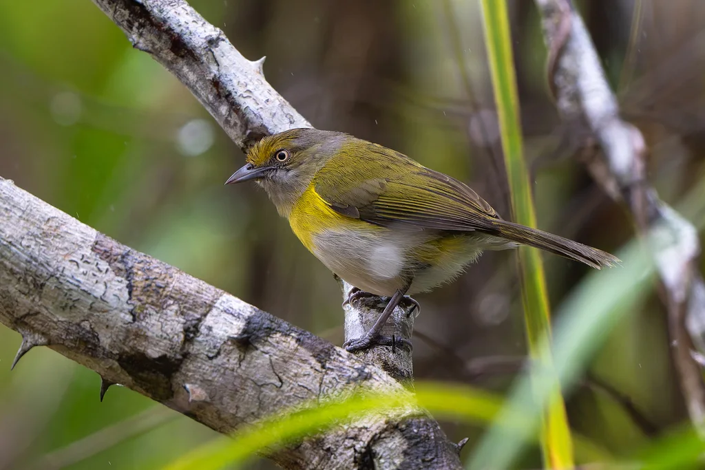 里约绿莺雀(Hylophilus thoracicus)
