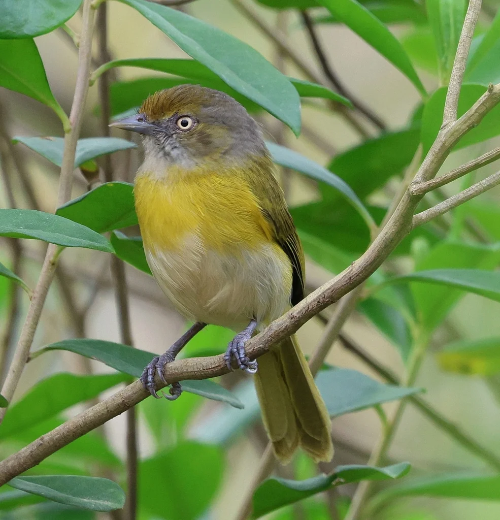 里约绿莺雀(Hylophilus thoracicus)