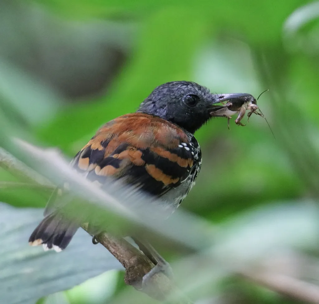 点斑蚁鸟(Hylophylax naevioides)