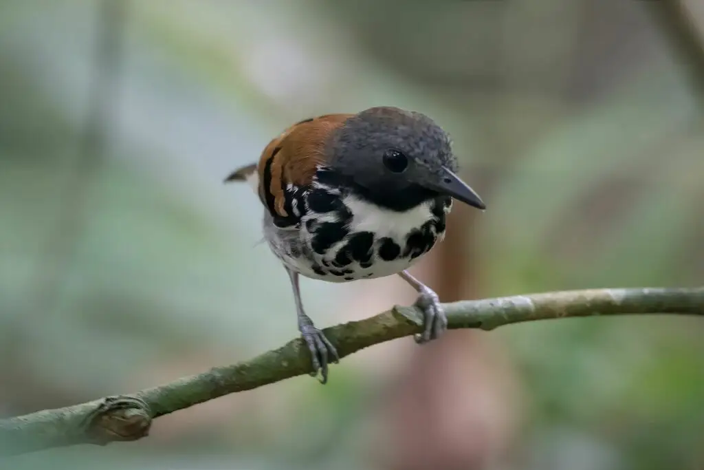 点斑蚁鸟(Hylophylax naevioides)