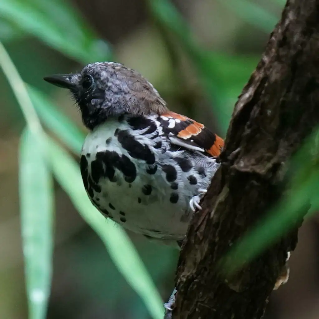 点斑蚁鸟(Hylophylax naevioides)
