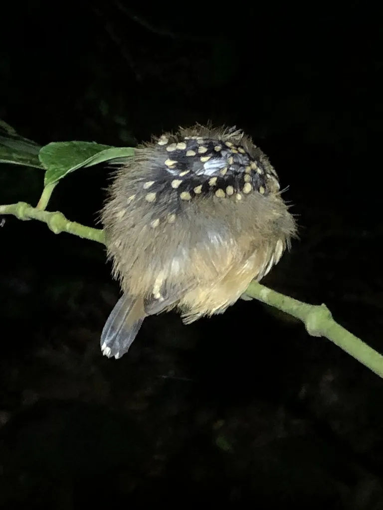 斑背蚁鸟(Hylophylax naevius)