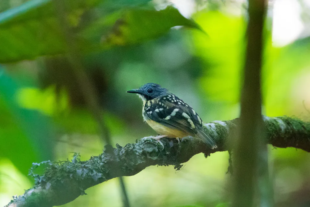 斑背蚁鸟(Hylophylax naevius)