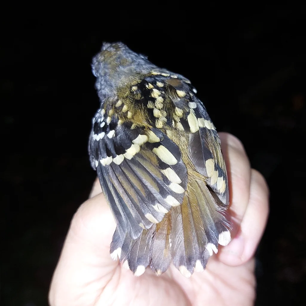 斑背蚁鸟(Hylophylax naevius)