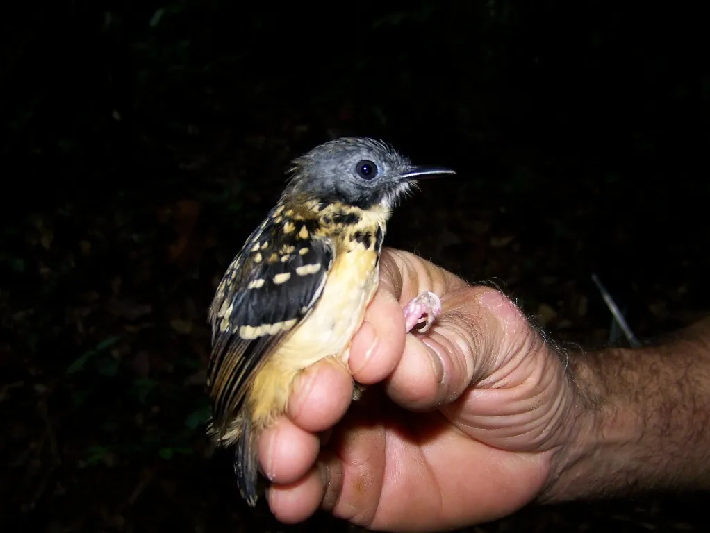 斑背蚁鸟(Hylophylax naevius)