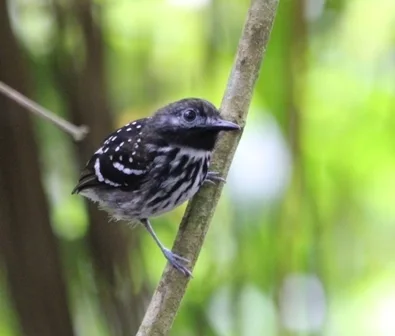点斑背蚁鸟(Hylophylax punctulatus)