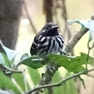 点斑背蚁鸟(Hylophylax punctulatus)
