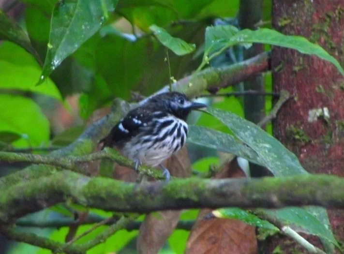 点斑背蚁鸟(Hylophylax punctulatus)