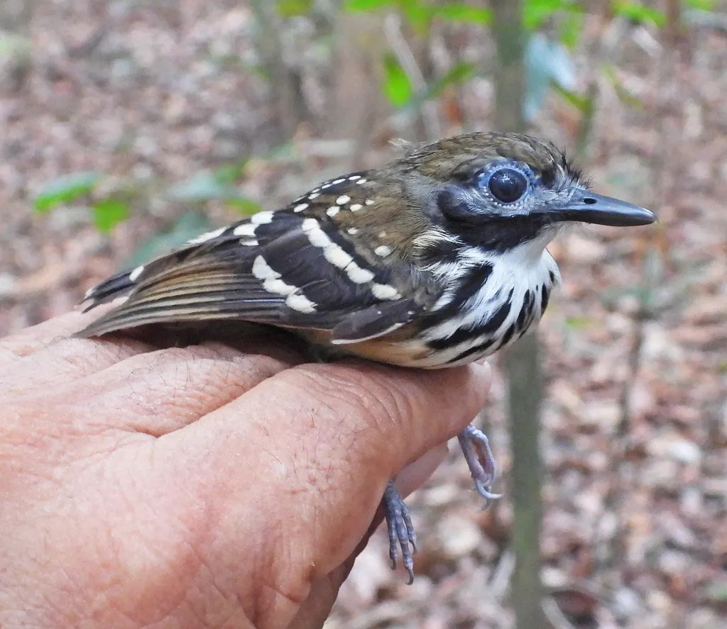 点斑背蚁鸟(Hylophylax punctulatus)
