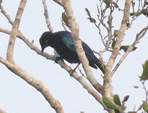 铜尾辉椋鸟(Hylopsar cupreocauda)