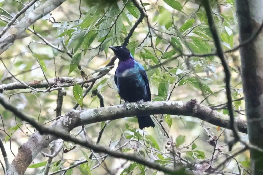 紫头辉椋鸟(Hylopsar purpureiceps)