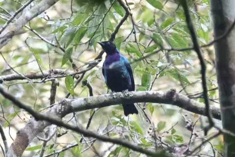 紫头辉椋鸟