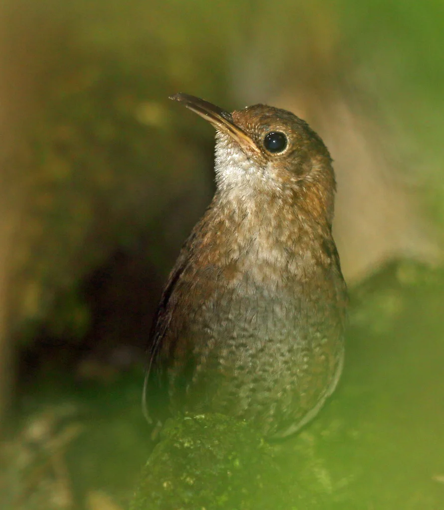 内氏鹪鹩(Hylorchilus navai)