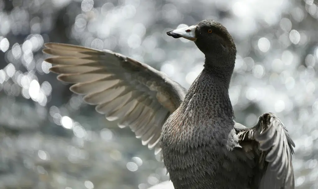 山鸭（Hymenolaimus malacorhynchos）