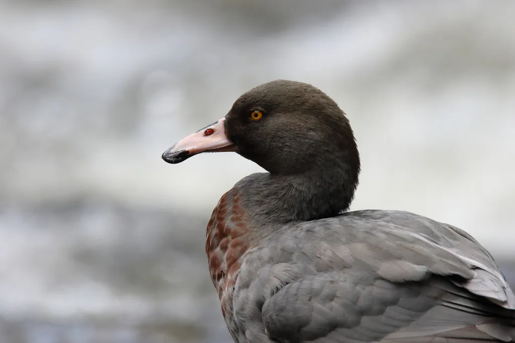 山鸭（Hymenolaimus malacorhynchos）
