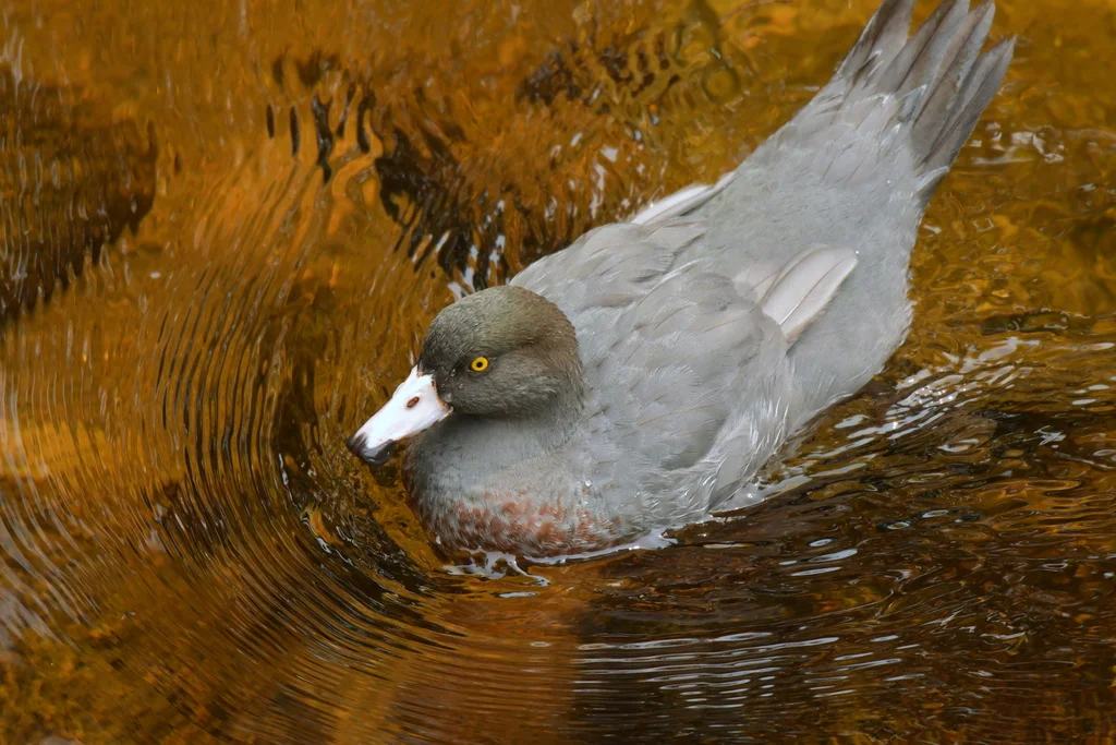 山鸭（Hymenolaimus malacorhynchos）
