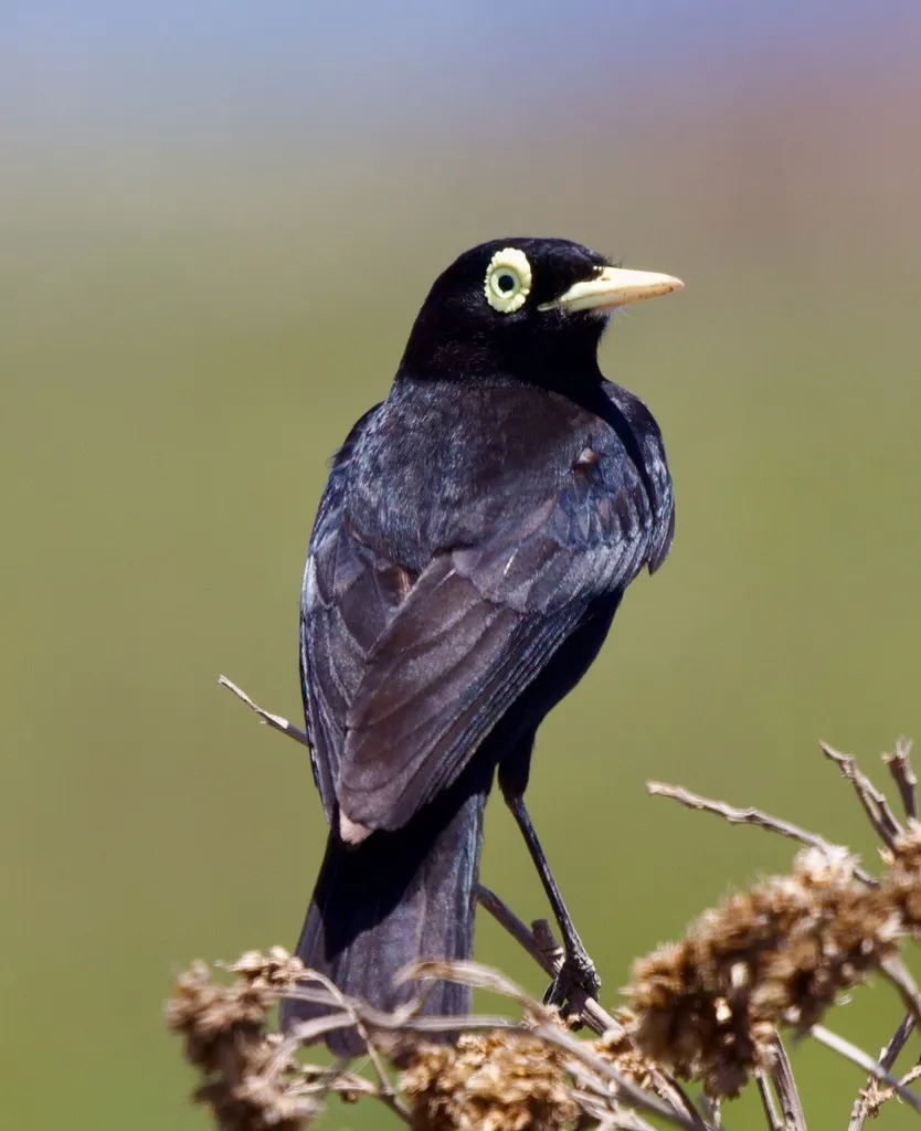 斑眼霸鹟(Hymenops perspicillatus)