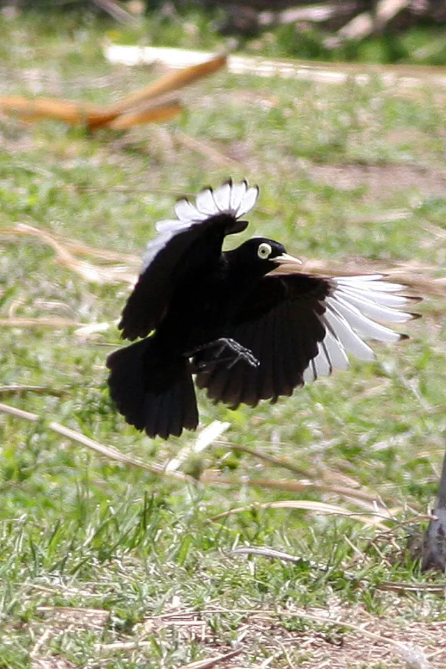 斑眼霸鹟(Hymenops perspicillatus)