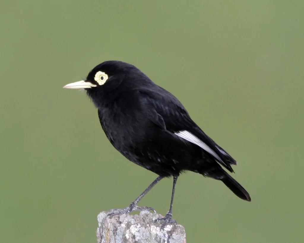 斑眼霸鹟(Hymenops perspicillatus)