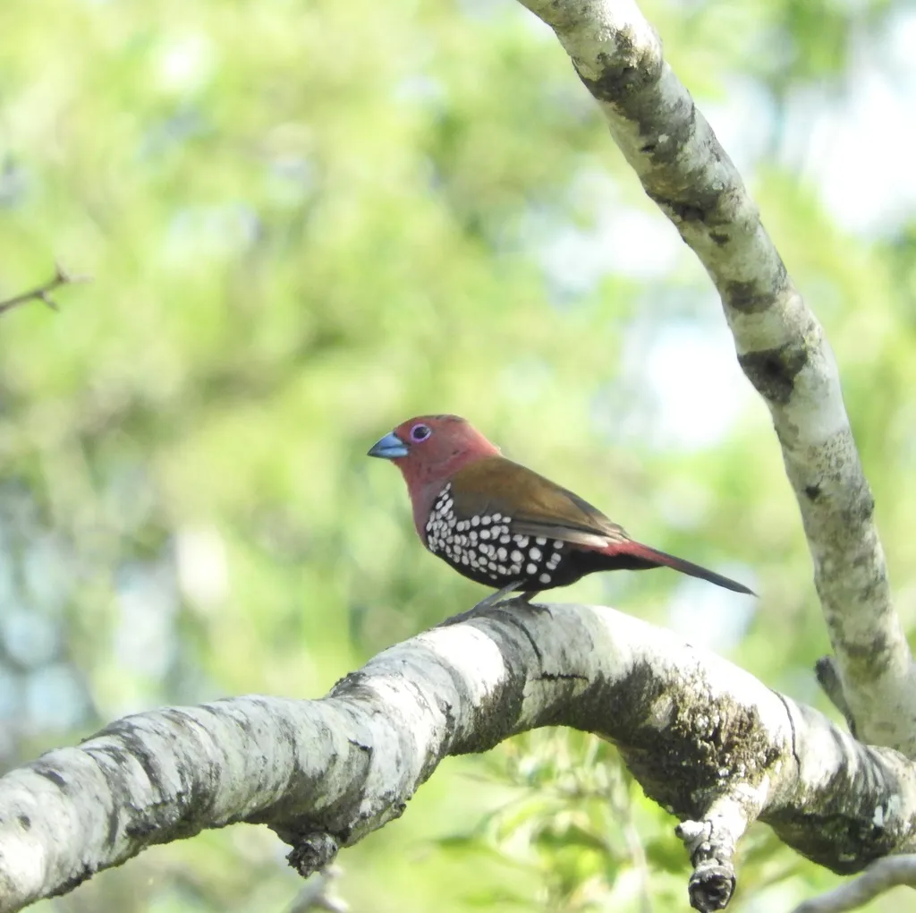 玫胸斑雀(Hypargos margaritatus)