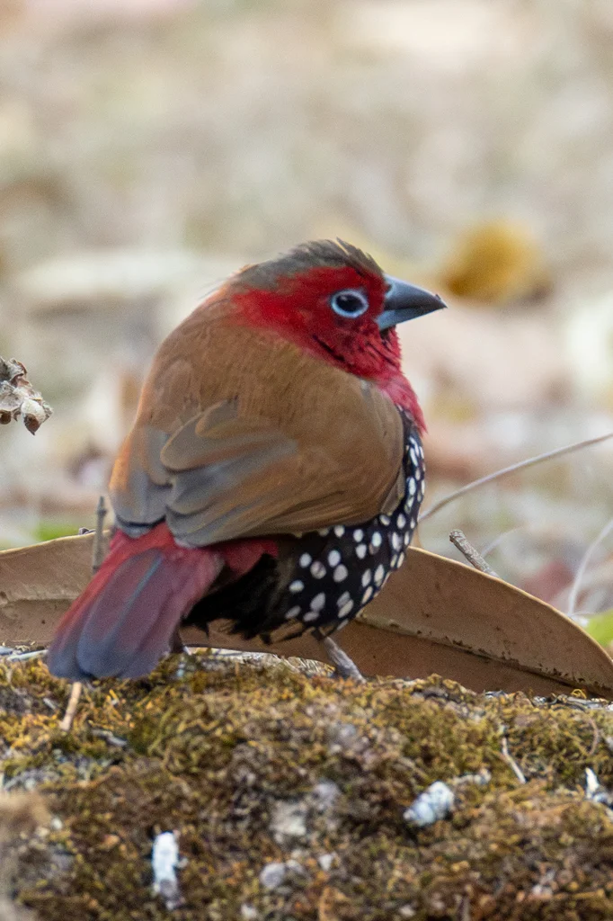 朱胸斑雀(Hypargos niveoguttatus)