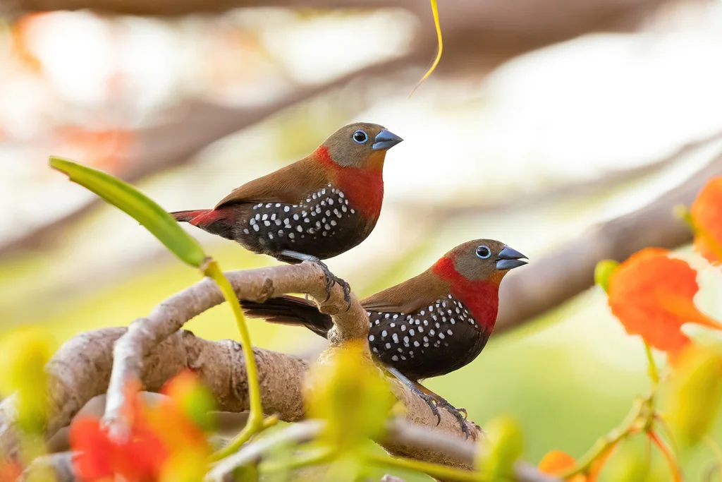 朱胸斑雀(Hypargos niveoguttatus)