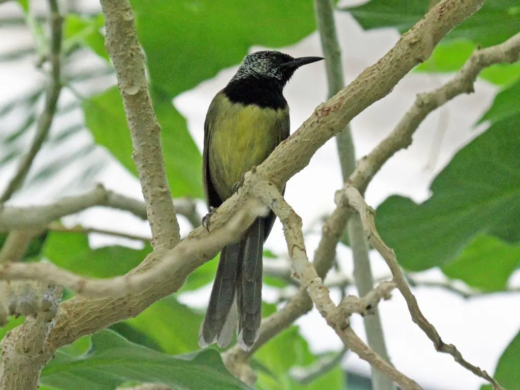 鹂莺(Hypergerus atriceps)