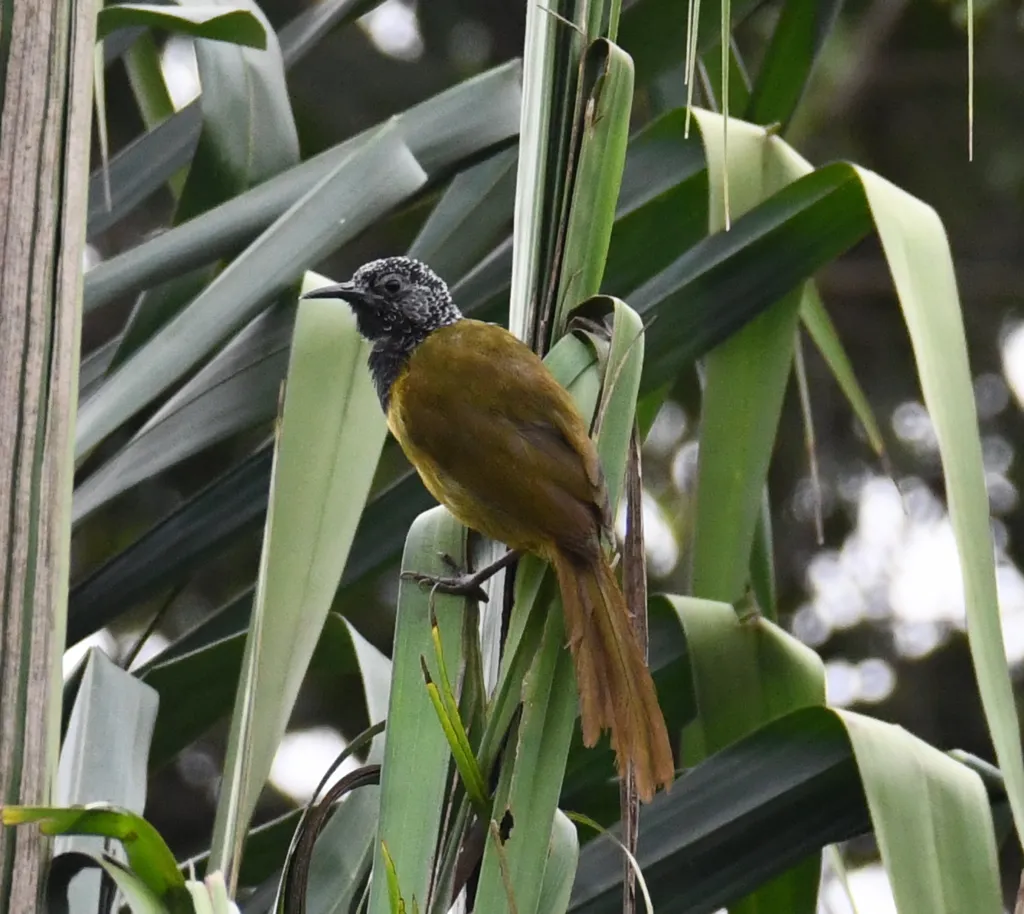 鹂莺(Hypergerus atriceps)